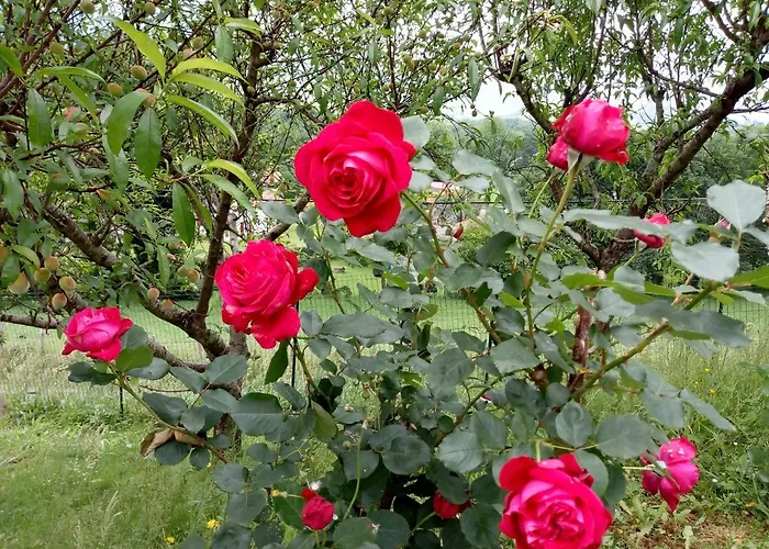 Διαμέρισμα Etxe Xuri Ossès