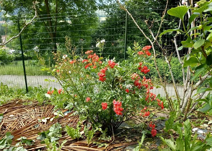 Διαμέρισμα Etxe Xuri *